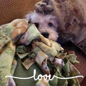 Meet your Posher, Dawn